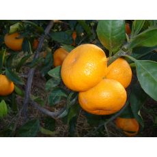 Mandalina fidanı Satsuma