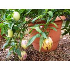 Pepino Fidanı  100-120 Cm