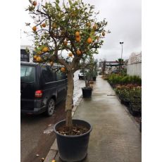 Portakal Ağacı Portakal Fidanı 220-250 Cm