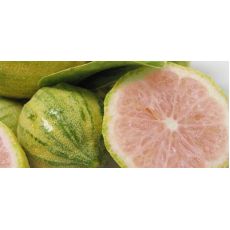 Limon Fidanı Pink Limon