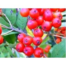 Üvez Fidanı Sorbus Aşılı 40-60 Cm