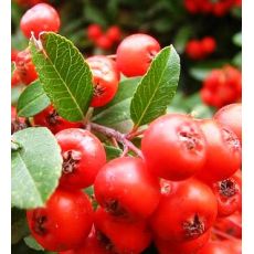 Üvez Fidanı Sorbus 80-100 Cm