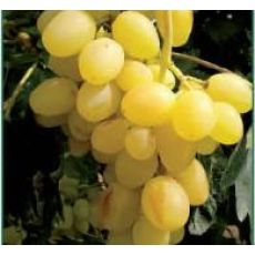 Üzüm Asma Ağacı  Yalova İncisi Sarı 150 Cm