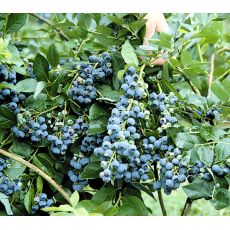 Yaban Mersini Fidanı Minsty Likapa  Blueberry 20-40 Cm