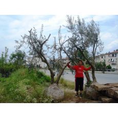 Zeytin Ağacı Doğal Halde