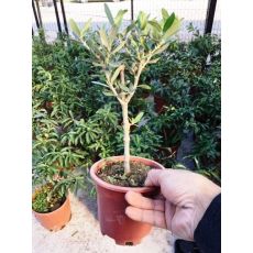 Zeytin Fidanı bonsai 20-25 Cm