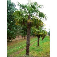 Tüylü Palmiye Chamaerops Excelsa 2 Metre Yaprak Dahil.gövde 130 Cm