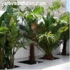 Tüylü Palmiye Chamaerops Excelsa 2 Metre Yaprak Dahil.gövde 130 Cm