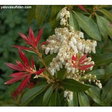 pieris japonica İthal 40-60 Cm