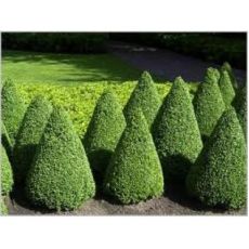 Piramit Şimşir İthal Buxus Sempervirens Pyramidalis İthal 160-180 Cm