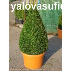 Piramit Şimşir İthal Buxus Sempervirens Pyramidalis İthal 160-180 Cm