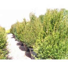 Porsuk Taxus Baccata Overeynder 100-125 Cm