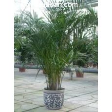 Areka Palmiyesi Areca Lutescens 140-160 Cm