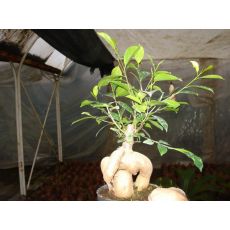 Ginseng Bonzai Bonsai İthal 20-30 Cm