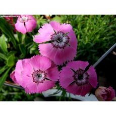 Çim Karanfili Alp Karanfili Dianthus Alpinus 15-20 Cm Çapında