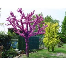 Erguvan Ağacı Erguvan Fidanı Cercis Siliquastrum Tijli 275-300 Cm