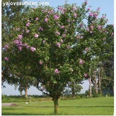 Hatmi Ağaç Fidanı Hibiscus Syriacus 100-120 Cm