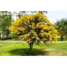 Kıbrıs Akasyası Fidanı Acacia Cyanophylla 110-120 Cm