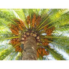 Fenix palmiye yalancı hurma Palmiyesi Phoenix Canariensis 15-20 Cm