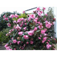 Kamelya Çiçeği Pembe Çiçekli İthal Camelia Japonica