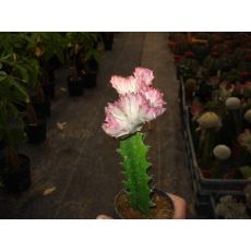 Kaktüs Aşılı İthal Cactus Succulent 15-20 Cm