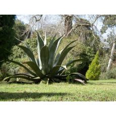 Sarı Sabır Agave Americana 10-15 Cm