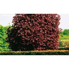 Kırmızı Çınar Yapraklı Akcaagaç Acer platanoides Crimson King 