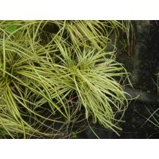 Karex Carex Evergold 20-25 Cm