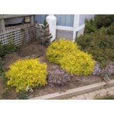 İspirya Spiraea Goldmound 20-30 Cm