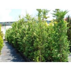 Leylandi Fidanı Leylandi Ağacı Aşılı Cupressocyparis Leylandii 120-140 Cm