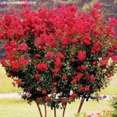 Oya Fidanı Ağacı Çalı Formlu Lagerstromia İndica 60-80 cm