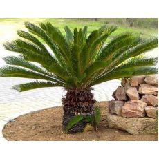 Sikas Cycas Revoluta 150-160 Cm Yapraklı Boyu