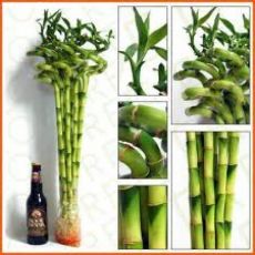 Spiral Bambu İthal 25-35 Cm