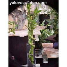 Spiral Bambu İthal 25-35 Cm