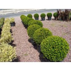 Osmanlı Top Şimşir İthal Buxus Sempervirens Faulkner 40-45 Cm Çapı