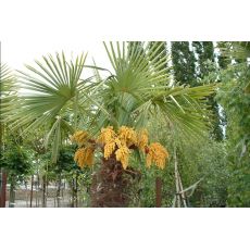 Tüylü Palmiye Chamaerops Excelsa Yapraklı  Boyu 80-100 Cm