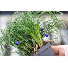 Osmanlı Çimi Arap Saçı Ophiopogon japonicus