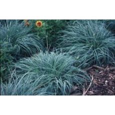 Mavi Çim Festuka Saksı İçinde Carex Festuca Glauca