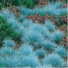 Mavi Çim Festuka Pot İçinde Carex Festuca Glauca