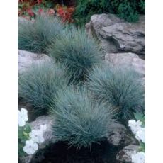 Mavi Çim Festuka Saksı İçinde Carex Festuca Glauca