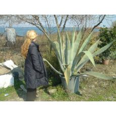 Sarı Sabır Agave Americana 70-90 Cm