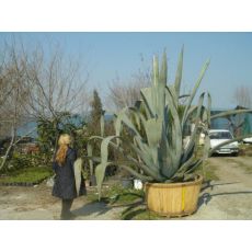 Sarı Sabır Agave Americana 140-160 Cm