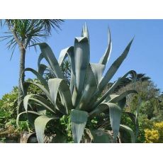 Sarı Sabır Agave Americana 40-50 Cm