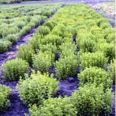 Kekik Fidanı Thymus Serpyllum Thymus Vulgaris Askılı Saksıda