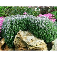 Kekik Fidanı Thymus Vulgaris Askılı Saksıda