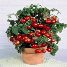 10 Adet Çeri Domatesi Fidanı