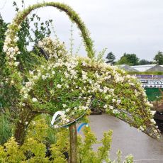 Yunus Figürlü Bitki İthal Ligüstrüm Lüküstürüm ligustrum