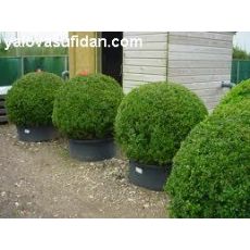 Osmanlı Top Şimşir Buxus Sempervirens faulkner 15-20 Cm