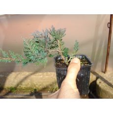 Mavi Yaygın Ardıç juniperus Horizantalis Glauca Blue Carpet 10-15 Cm