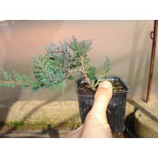 Mavi Yaygın Ardıç juniperus Horizantalis Glauca Blue Carpet 10-15 Cm